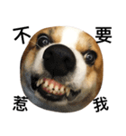 corgi_fat（個別スタンプ：6）