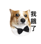 corgi_fat（個別スタンプ：7）