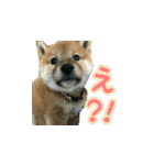 柴犬つむぎ8（個別スタンプ：20）