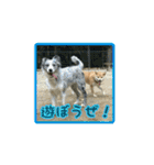 柴犬つむぎ8（個別スタンプ：23）