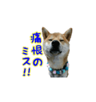 柴犬つむぎ8（個別スタンプ：35）