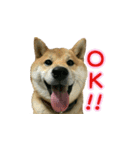 柴犬つむぎ9（個別スタンプ：1）