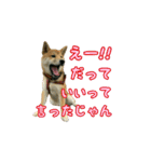 柴犬つむぎ9（個別スタンプ：13）