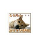 柴犬つむぎ9（個別スタンプ：15）