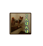 柴犬つむぎ9（個別スタンプ：19）