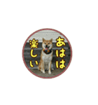 柴犬つむぎ9（個別スタンプ：20）