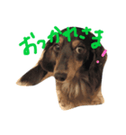 ミニチュアダックス ミントとマロン（個別スタンプ：5）