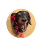 ミニチュアダックス ミントとマロン（個別スタンプ：8）