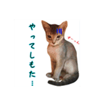 猫で行こう（個別スタンプ：1）