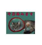 猫で行こう（個別スタンプ：2）