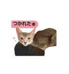 猫で行こう（個別スタンプ：7）