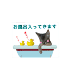 猫で行こう（個別スタンプ：8）