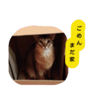 猫で行こう（個別スタンプ：10）