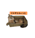 猫で行こう（個別スタンプ：12）