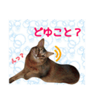 猫で行こう（個別スタンプ：14）