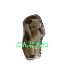 モカ＆パフ（個別スタンプ：1）