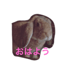 モカ＆パフ（個別スタンプ：2）
