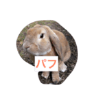 モカ＆パフ（個別スタンプ：5）