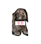 モカ＆パフ（個別スタンプ：6）