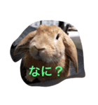 モカ＆パフ（個別スタンプ：7）