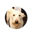 お気楽な犬はな2（個別スタンプ：4）