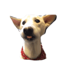 お気楽な犬はな2（個別スタンプ：5）