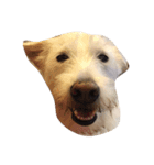 お気楽な犬はな2（個別スタンプ：6）