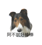 Abo~the Shetland sheepdog（個別スタンプ：1）