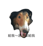 Abo~the Shetland sheepdog（個別スタンプ：3）