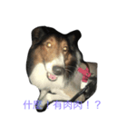 Abo~the Shetland sheepdog（個別スタンプ：4）