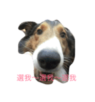 Abo~the Shetland sheepdog（個別スタンプ：5）