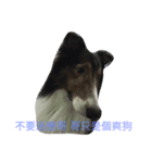 Abo~the Shetland sheepdog（個別スタンプ：6）
