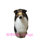 Abo~the Shetland sheepdog（個別スタンプ：7）