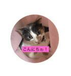 可愛いキャット（個別スタンプ：1）