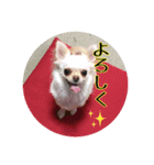 serenchann（個別スタンプ：4）
