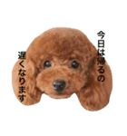 ニコ＆ポコ（個別スタンプ：13）