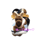 ぷー次郎1（個別スタンプ：2）