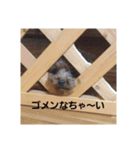 ぷー次郎1（個別スタンプ：5）