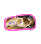 愛犬いおんの日常（個別スタンプ：3）