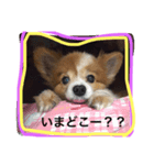 愛犬いおんの日常（個別スタンプ：7）