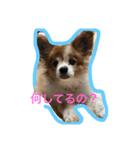 愛犬いおんの日常（個別スタンプ：8）