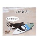 1173(いい波)サーフィン、ペンギンさん（個別スタンプ：1）