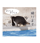 1173(いい波)サーフィン、ペンギンさん（個別スタンプ：5）