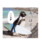 1173(いい波)サーフィン、ペンギンさん（個別スタンプ：6）