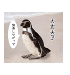 1173(いい波)サーフィン、ペンギンさん（個別スタンプ：7）