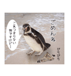 1173(いい波)サーフィン、ペンギンさん（個別スタンプ：8）