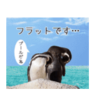 1173(いい波)サーフィン、ペンギンさん（個別スタンプ：11）