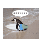 1173(いい波)サーフィン、ペンギンさん（個別スタンプ：12）