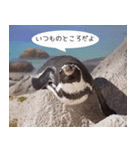 1173(いい波)サーフィン、ペンギンさん（個別スタンプ：13）