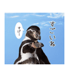 1173(いい波)サーフィン、ペンギンさん（個別スタンプ：17）